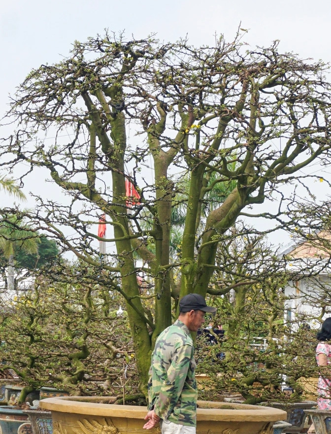 Đáng chú ý, "lão mai" 5 thân ngũ phúc có giá bán 3 tỷ đồng, giá thuê để chưng Tết là 100 triệu đồng. Ảnh: Dân trí