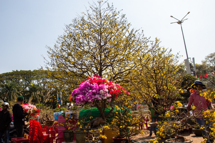 Xuất hiện tại chợ hoa Tết 2024 ở TP. Buôn Ma Thuột, cây mai có chiều cao 6 mét thu hút sự chú ý của nhiều người. Ảnh: Baodaklak