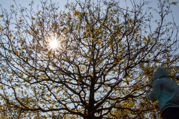 Cây mai hiện được chủ nhân rao bán 1,3 tỷ đồng. Ảnh: Baodaklak