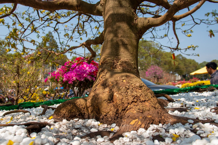 Chu vi gốc mai là 175cm. Ảnh: Baodaklak