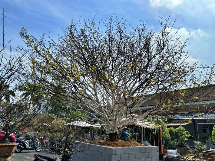 Cây mai xuất hiện tại chợ hoa Tết ở TP Cà Mau (tỉnh Cà Mau), sừng sững với thế đứng tuyệt đẹp. Ảnh: Vietnamnet
