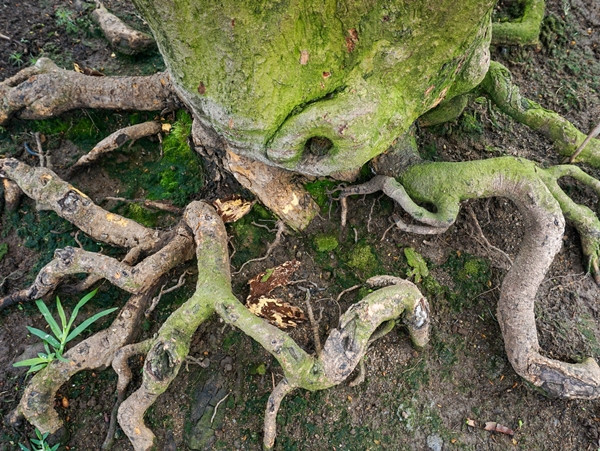  Cây mai 5 thân ngũ phúc, giống cây đa đình làng. Thân cây cao 3-4m và phủ đầy rêu xanh. Chu vi gốc cây mai khoảng 1,2m, bộ rễ cũng phát triển mạnh, mọc thêm một thân con. Ảnh: Dân trí