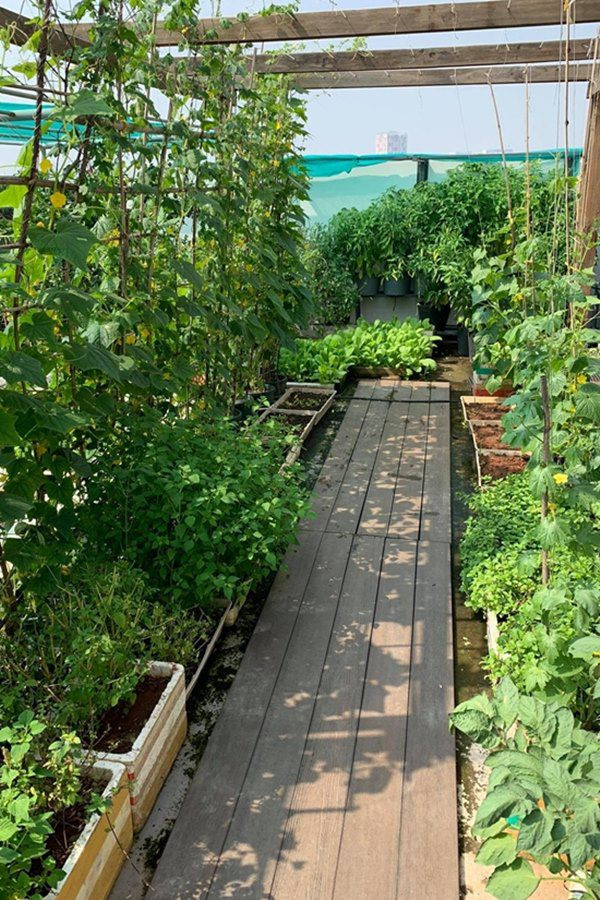 Là người dân quê Trà Vinh, hoa hậu Phương Lê rất mê làm vườn. Người đẹp tận dụng không gian trống quanh nhà để bắt đầu ươm trồng nhiều loại rau, cây trái khác nhau. Ảnh: Giadinhnet.