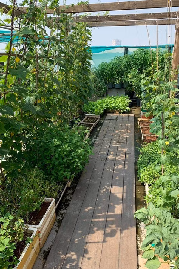 Là người dân quê Trà Vinh, hoa hậu Phương Lê rất mê làm vườn. Người đẹp tận dụng không gian trống quanh nhà để bắt đầu ươm trồng nhiều loại rau, cây trái khác nhau. Ảnh: Giadinhnet.