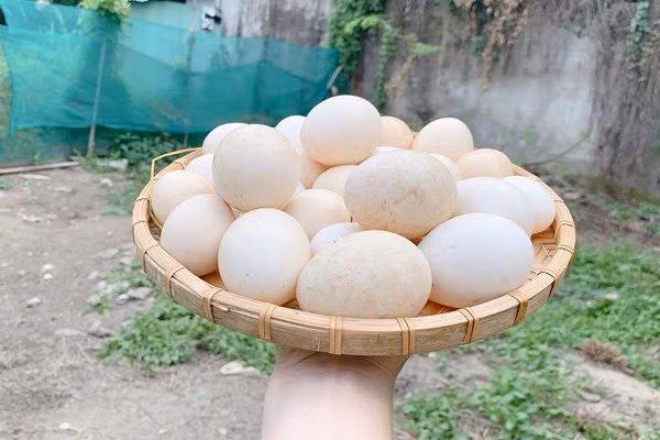 Thậm chí, Hoa hậu quê Trà Vinh còn nuôi gà lấy trứng trong sân vườn. Ảnh: Giadinhnet.