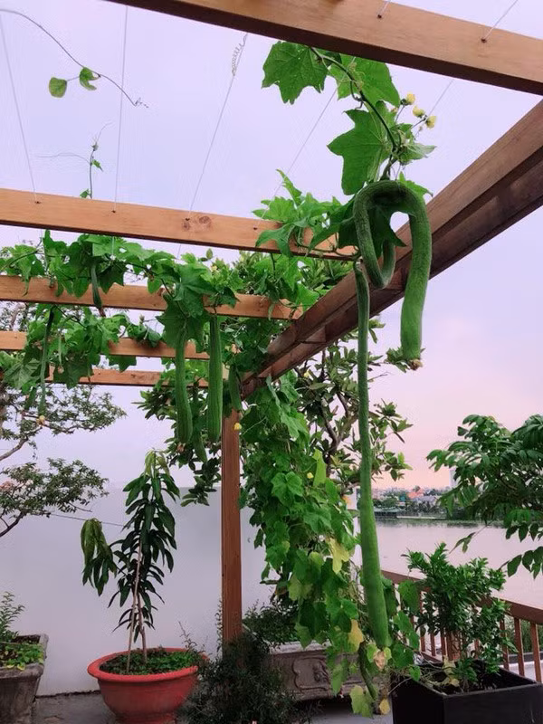 Vườn rau trên sân thượng của Hoa hậu Phương Lê có bầu, bí, mướp, dưa leo, đậu bắp, ớt, chanh, nhiều loại rau thơm...Ảnh: Giadinhnet.