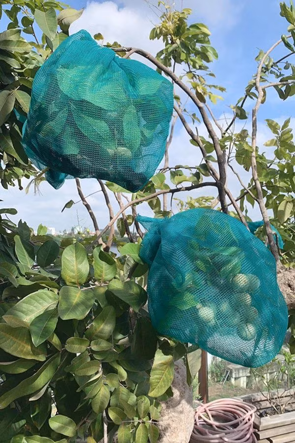 Cô cẩn thận bọc lưới để tránh côn trùng phá. Ảnh: Giadinhnet.