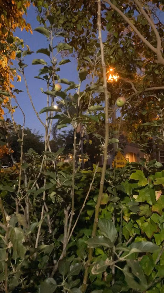 Mr Đàm chia sẻ: "Xa mới gần một năm thôi mà nhớ nhà quá. Cây cối mọc um tùm, cây táo đã ra trái, chanh cho trái quanh năm".