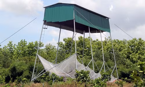 Không chỉ giúp diệt muỗi, mô hình dựng chòi thu hút dơi về làm tổ ở một số tỉnh như Đồng Nai, Kiên Giang còn cho lợi nhuận cao từ thu gom phân dơi. Ảnh: Vnexpress.