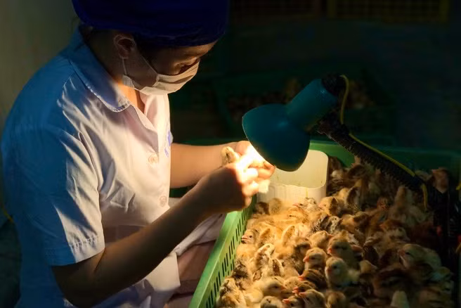 Phân loại giới tính gà được xếp vào nghề thu nhập cao có thể kiếm được 2 - 3/triệu ngày. Tuy nhiên, để thành nghề, chọn chuẩn phải mất chừng 3 năm vừa học vừa làm, không phải ai cũng kiên trì theo được. Ảnh: Zing.