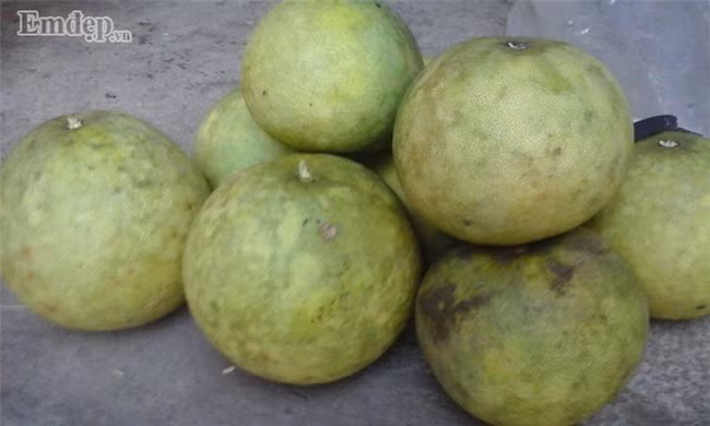 Vỏ bưởi quê có màu xanh và vị dôn dốt chua, kể cả khi chín, bưởi ta vẫn có màu vàng xanh, nhiều chỗ bị rám. Ảnh: Em đẹp.