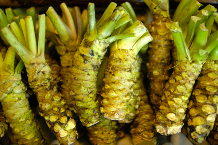 Đặc biệt, củ Wasabi sau khi thu hoạch phải sử dụng ngay, nếu để qua 15-20 phút sẽ bị mất vị cay nồng. Ảnh: Ndnr.