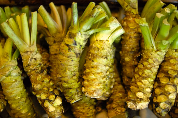 Đặc biệt, củ Wasabi sau khi thu hoạch phải sử dụng ngay, nếu để qua 15-20 phút sẽ bị mất vị cay nồng. Ảnh: Ndnr.