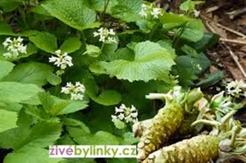 Chỉ có một số ít khu vực thích hợp để gieo trồng Wasabi ở quy mô lớn. Việc gieo trồng wasabi rất khó, ngay cả trong điều kiện lý tưởng. Ảnh: Zivebylinky.