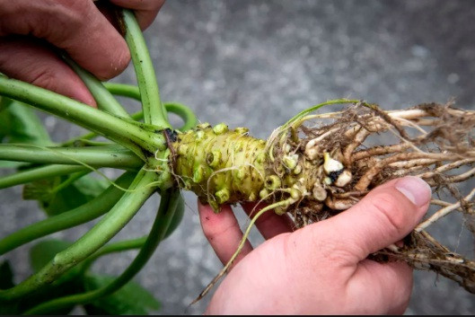 Mỗi cây wasabi phải trồng 2 năm mới có thể thu hoạch, mỗi củ trung bình nặng khoảng 300 gr. Ảnh: Ylen.