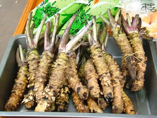 Cây wasabi không tiếp xúc nhiều với ánh nắng mặt trời và phải ở độ cao phù hợp. Ảnh: Sohu.