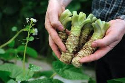 Wasabi phát triển không giống bất kỳ loài cây nào khác. Nó cần nhiều nước nhưng không phải ngập như hoa sen, hoa súng. Ảnh: The Tasmanian.