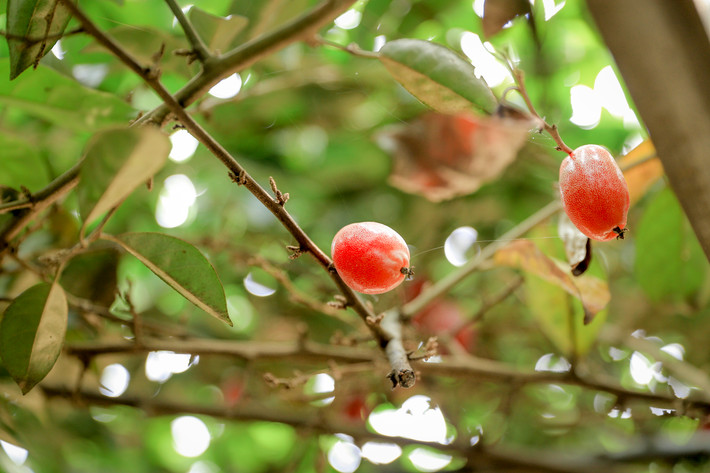 Mỗi ngày, một người hái tích cực sẽ thu hoạch được khoảng 30kg.