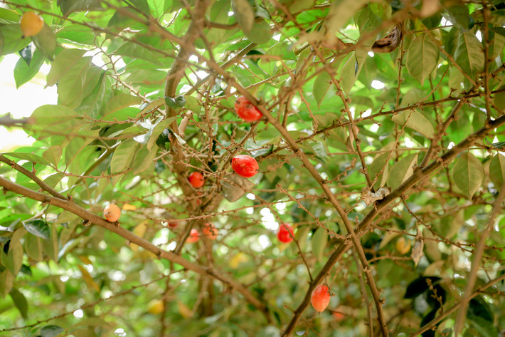 Lúc đầu, nhiều hộ dân ở đây chỉ trồng nhót để phục vụ ăn trong gia đình.