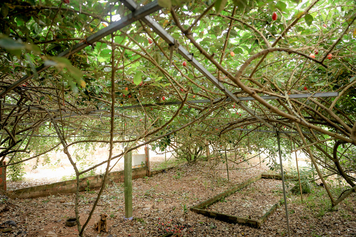 Tuy nhiên, người trồng vẫn phải hái nhanh cho kịp nhót chín, nếu hái muộn nhót sẽ rụng hỏng.