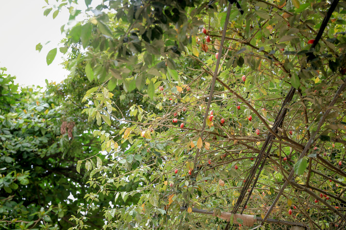 Vị chua của quả nhót ấn tượng đến nỗi khiến nhiều người, chỉ cần nhớ lại cũng đủ ứa nước miếng.