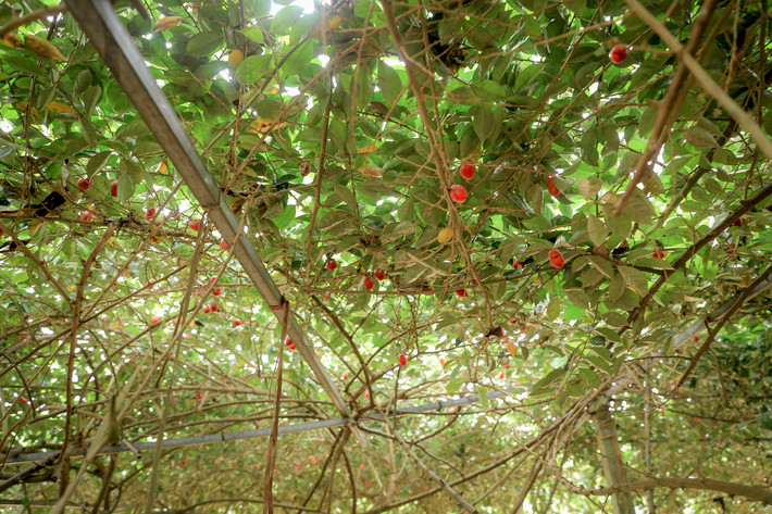 Sau này khi thấy nhót được nhiều người yêu thích, người dân đem nhân giống trồng nhiều để bán.