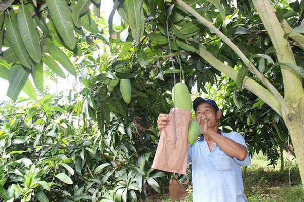 Từ năm 2009, Cục Bảo vệ thực vật đã xúc tiến các hồ sơ, thủ tục để xuất khẩu xoài sang thị trường Mỹ. Đến tháng 2/2019, quá trình đàm phán chính thức thành công khi Mỹ đồng ý nhập khẩu trái xoài của Việt Nam. Ảnh: I.T.