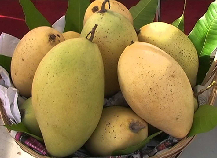 Xoài xuất khẩu sang Mỹ không chỉ đảm bảo về chất lượng, không tồn dư thuốc bảo vệ thực vật mà còn đạt chuẩn về kích cỡ. Ảnh: Nongsandungha.