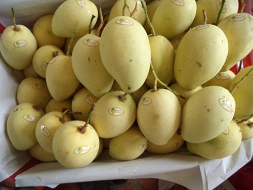 Xoài Việt Nam hiện xuất khẩu sang 40 nước trên thế giới, trong đó có châu Âu, Trung Quốc, Hàn Quốc, Nhật Bản, Australia, New Zealand...Ảnh: Nongsandungha.