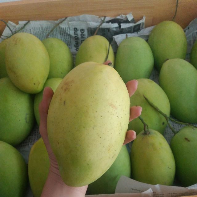 Với xoài cát Hòa Lộc, trái phải nặng trên 400 gram, xoài tượng da xanh nặng trên 700 gram và xoài cát chu từ 300 gram. Ảnh: Lozi.