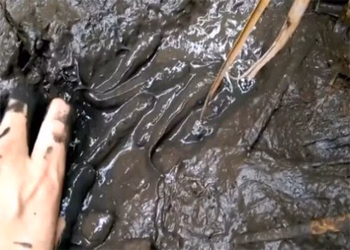 Nếu may mắn mỗi ngày mỗi người dân có thể kiếm được vài trăm nghìn đồng. Thậm chí, bắt được cá to, cá quý bán được tiền triệu. Ảnh: Mytour.