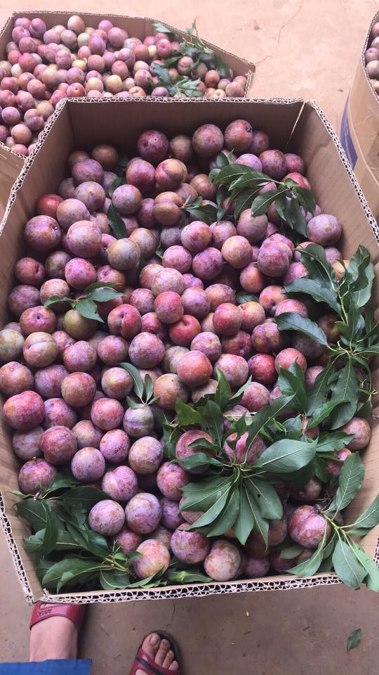 Theo chị Sa, năm nào mận đầu mùa cũng đắt. Tuy nhiên, giá mận hậu sẽ giảm dần sau đó. Thậm chí chính vụ chỉ còn vài chục nghìn/kg. Ảnh: FB Trương Khởi Linh.