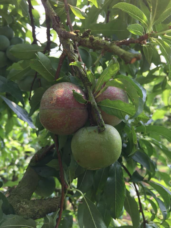 Theo một số người bán, mận hậu Sơn La đầu mùa nên không có nhiều. Mận chín sớm ít và các nhà vườn thường bán cho khách du lịch. Ảnh: FB Bich Hao.