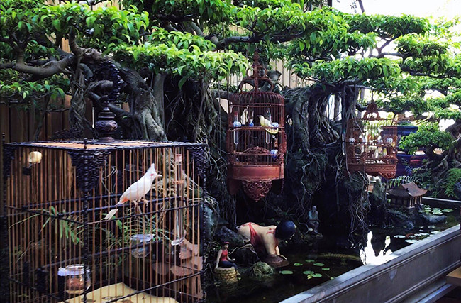 Cây cảnh để treo lồng chim cũng thuộc hàng xa xỉ. Một số cây có giá vài tỷ đồng, có cây hơn 10 tỷ đồng. Ảnh: Dân Việt.
