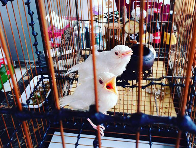 Thêm nữa, anh Chương còn thuê 2 nhân viên thay anh chăm sóc chim mỗi khi anh vắng nhà. Ảnh: Dân Việt.