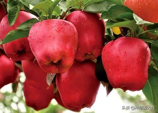 Giòn, ngọt và có mùi thơm nồng, táo đỏ hoa ngư được người tiêu dùng xếp vào một trong 3 loại táo nổi tiếng trên thế giới cùng với táo Fuji Nhật và táo đỏ Mỹ.