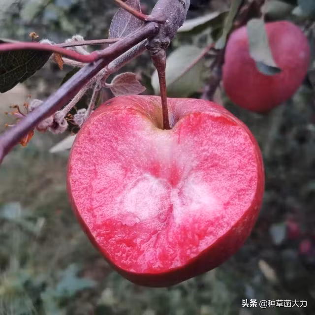 Loại táo đỏ này ít gặp trên thị trường, có vị ngọt vô cùng hấp dẫn.