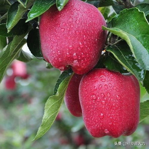 Loại táo này trồng tại vùng Thiên Thuỷ (tỉnh Cam Túc, Trung Quốc). Nguồn ảnh: Toutiao