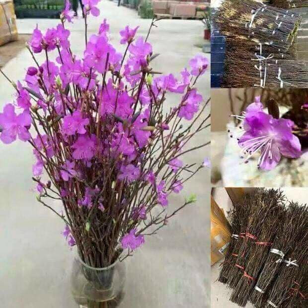 Tuy nhiên, cần lưu ý khi chơi hoa đỗ quyên ngủ đông hay các loại hoa đỗ quyên cành đó là bản thân cây đỗ quyên có sẵn độc tố có thể gây hại cho con người. Nguồn ảnh: Facebook.