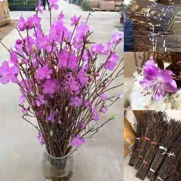 Tuy nhiên, cần lưu ý khi chơi hoa đỗ quyên ngủ đông hay các loại hoa đỗ quyên cành đó là bản thân cây đỗ quyên có sẵn độc tố có thể gây hại cho con người. Nguồn ảnh: Facebook.