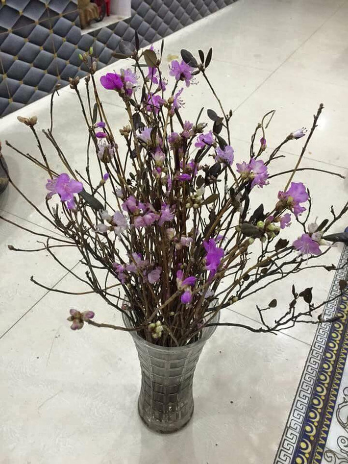 Chia sẻ trên VTC News, PGS.TS. Nguyễn Duy Thịnh, Viện Công nghệ Sinh học và Thực phẩm - Đại học Bách Khoa Hà Nội cho biết: "Loại hoa đỗ quyên khô hay còn gọi là hoa ngủ đông này hoàn toàn có thể nở hoa bình thường mà không cần ngâm, tẩm các hóa chất độc hại nhờ công nghệ sấy lạnh kỹ thuật cao".