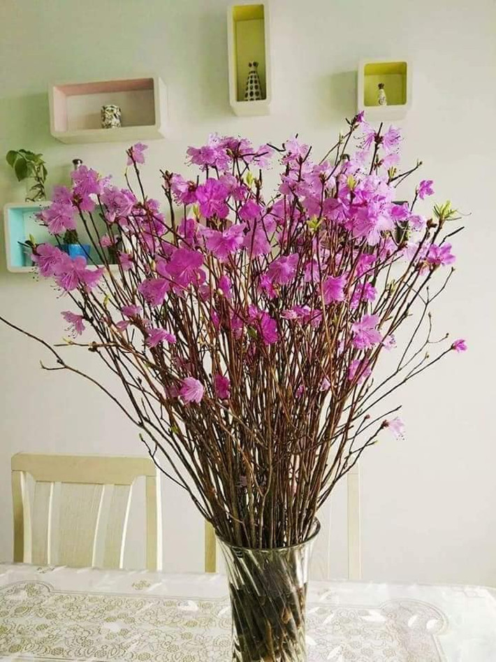 Ngày thứ 3 trở đi, nụ sẽ bung ra và lớn dần. Đến ngày thứ 14, hoa sẽ bung nở hết, chồi lá nảy lôc không khác gì những bông đỗ quyên mọc trong tự nhiên.