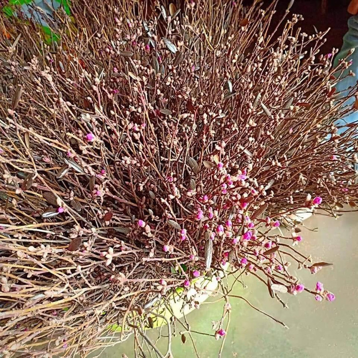 Theo người bán, đỗ quyên ngủ đông có nguồn gốc từ Trung Quốc.