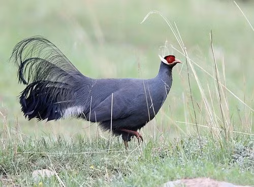 Gà lôi tai xanh (còn gọi Trĩ Tai Trắng) là giống gà cảnh có ngoại hình đẹp mắt, có kích thước khá lớn so với những con gà thông thường của nước ta. Ảnh: Vuonchimviet.