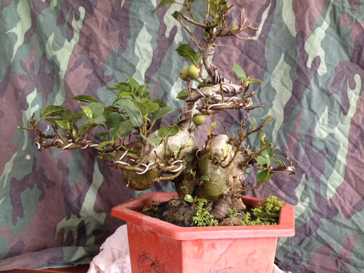 Những chậu sung mini để bàn được nhiều chị em yêu thích. Ảnh: Facebook