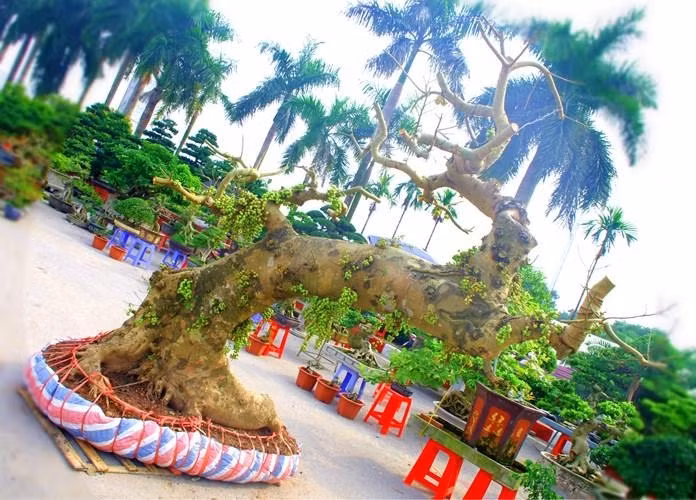 Trên thị trường từng xuất hiện cây sung bonsai khủng có giá trăm triệu của một nhà vườn ở Hưng Yên. Ảnh: Bảo Ngọc