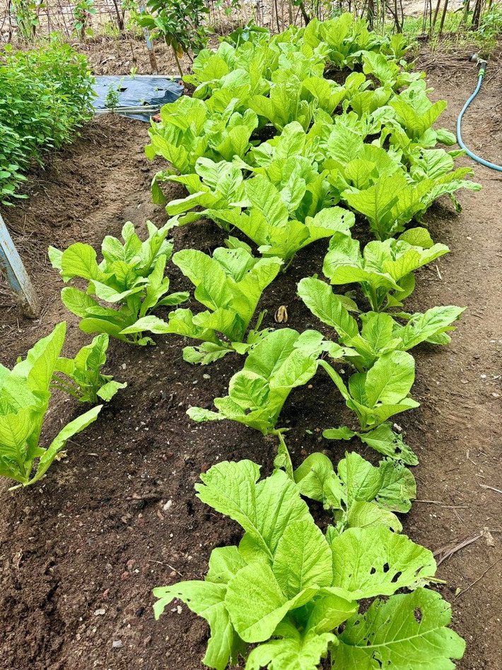 Luống rau cải xanh non mơn mởn. Ảnh: FBNV