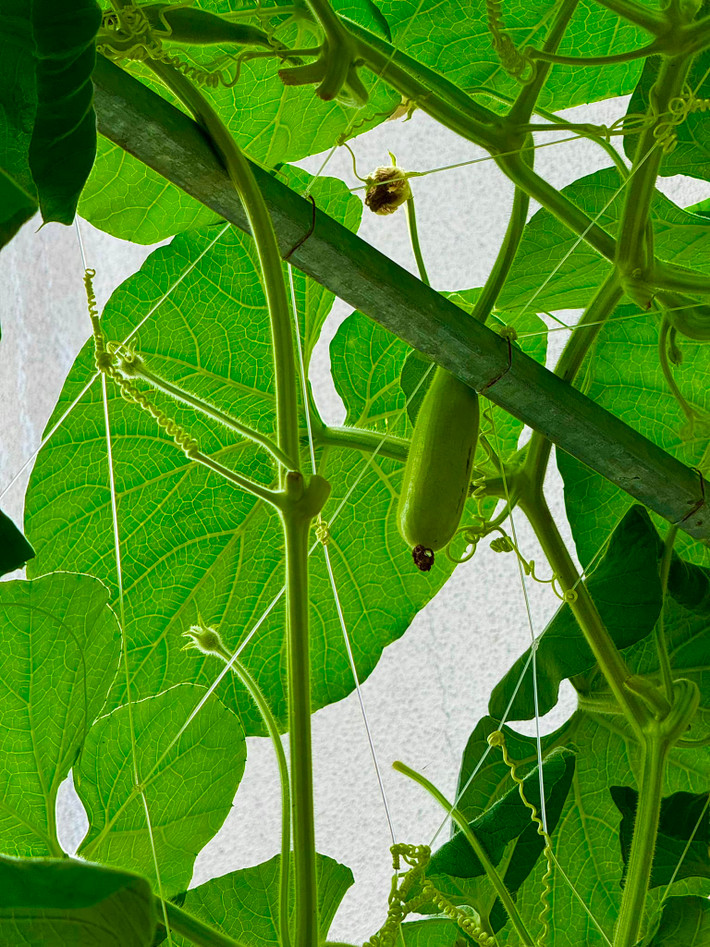 Bầu cũng đã ra trái. Ảnh: FBNV