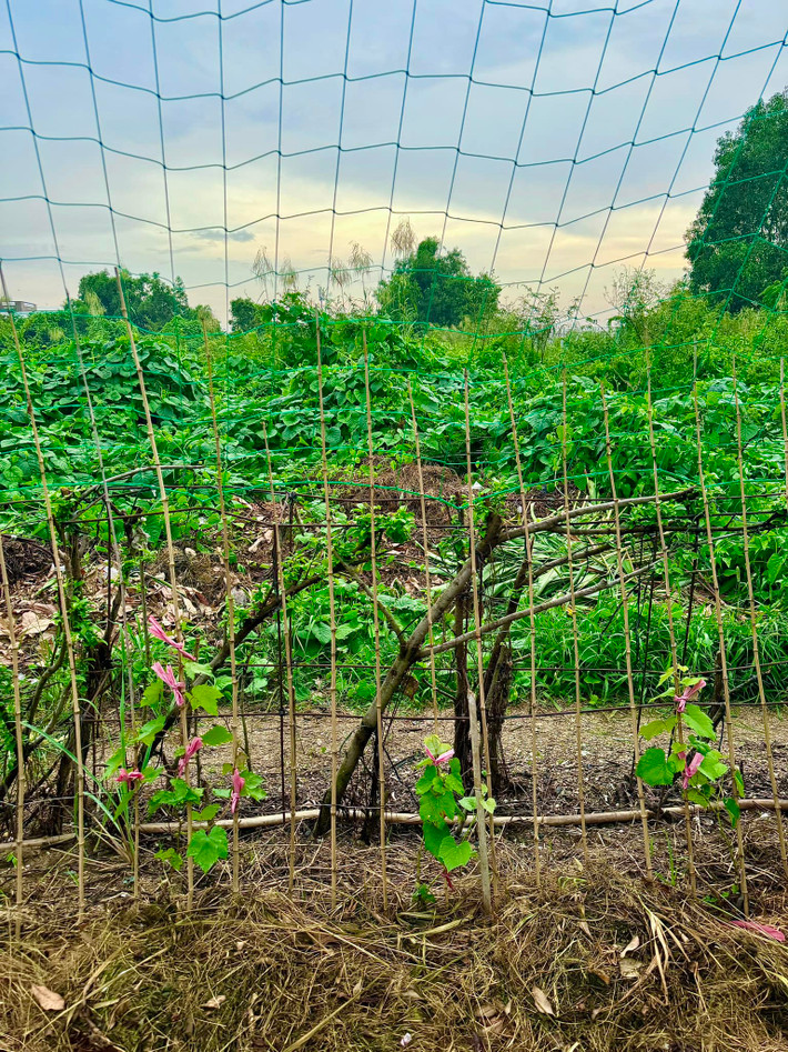 Khu vườn của Đoàn Đi Băng có giàn che, tạo điều kiện cho cây phát triển. Ảnh: FBNV