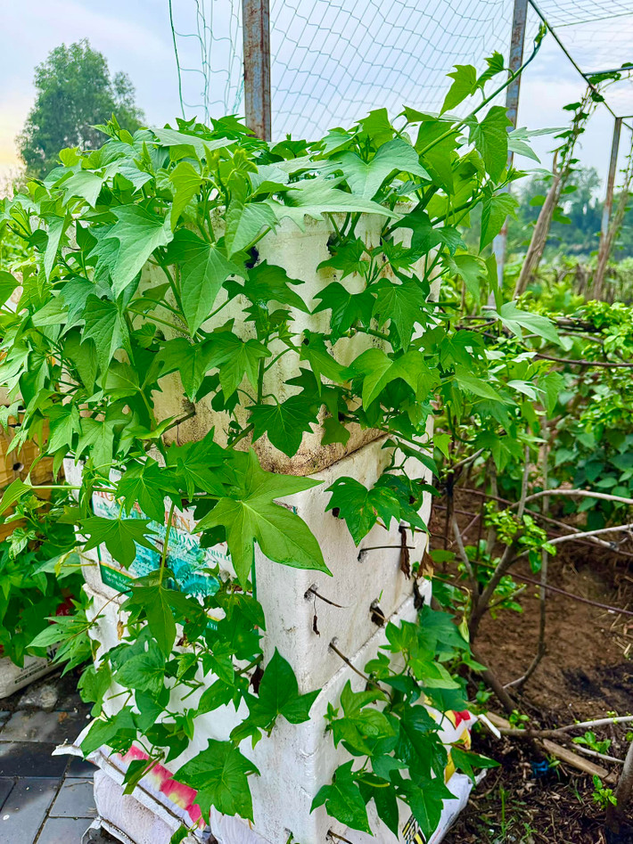 Khu vườn trồng nhiều loại rau, cung cấp thực phẩm sạch cho cả gia đình. Ảnh: FBNV